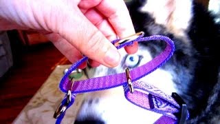 A Combo Collar Siberian Husky Lupine Collars [upl. by Marianne770]