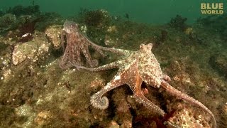 Giant Pacific Octopus Adventure  JONATHAN BIRDS BLUE WORLD [upl. by Izaak]