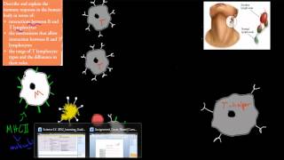 SB52 T and B lymphocytes HSC biology [upl. by Nnyl]