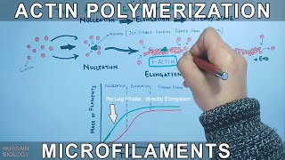 Actin Polymerization  GActins [upl. by Calvert]