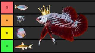 Ranking The BEST Aquarium Fish [upl. by Jenine698]