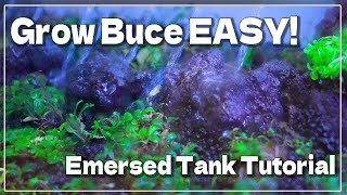 Aquarium How to grow Bucephalandra Emersed Tank Easy setup amp maintenance methods [upl. by Tnomel239]