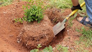 Collecting Pyracantha for exposed root bonsai style [upl. by Sanford]