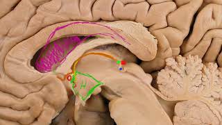 Diencéfalo epitálamo [upl. by Sylirama320]