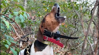 ChasingampTreeing bear in Greenbrier West Virginia [upl. by Anujra347]