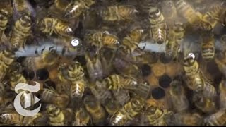 Bees Catch Caffeine Buzz  ScienceTake  The New York Times [upl. by Bremer]