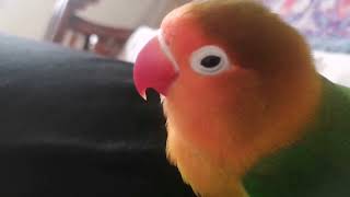 speaking parrot fischer lovebirds speaker [upl. by Selym865]