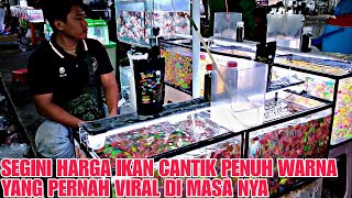 SEGINI SEKARANG HARGA IKAN YANG PERNAH VIRAL DIMASANYA  UPDATE HARGA IKAN GLOFISH DI JATINEGARA [upl. by Ahseim678]