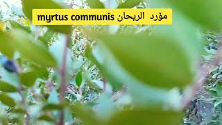 myrtus communismyrtle مۆرد آس [upl. by Krucik169]