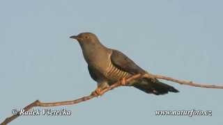 Kukačka obecná  Cuculus canorus  Cuckoo Kuckuck [upl. by Dallis280]