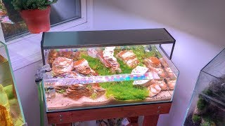 DESERT AQUARIUM  NILE RIVER AQUASCAPE [upl. by Aticilef]