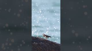 Ruddy turnstone  kanyakumari sonya6400 sonyalpha [upl. by Arne866]