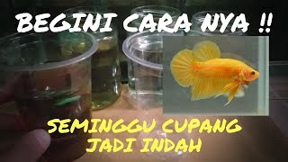 CARA MENCERAHKAN WARNA IKAN CUPANG [upl. by Nosirrag58]