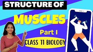 Structure of Muscle part 1 Class 11 Biology  Chapter 20  Locomotion and Movements  NCERT [upl. by Halstead846]