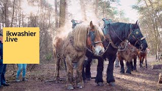 Belgische trekpaarden Anke en Louis slepen met Senne Verheijen bomen voor Abdij Trappisten Westmalle [upl. by Yancy]