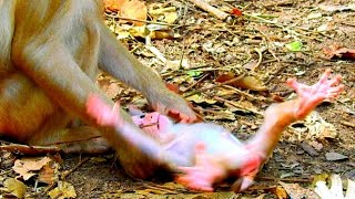 The monkey baby Angkor MK [upl. by Lyrem940]