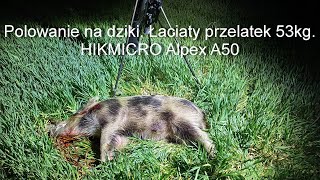 33 Wiosenny dzik na rozkładzie  łaciaty przelatek 53kg HIKMICRO Alpex A50  XHog 940nm [upl. by Teerell]