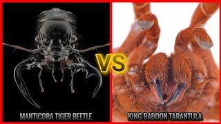 BUGS BATTLE TOURNAMENT  GROUP A  STAGE 1FIGHT 3  manticora tiger beetle vs king baboon tarantula [upl. by Simsar]