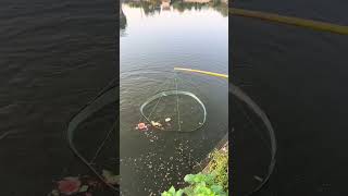 Fishing net  catch fish  Outdoor fishing fishing shortsviral [upl. by Atworth392]