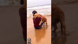 quotGolden Retrievers HEARTWARMING Adventures Love amp Joy ❤️ Enjoyed Outsidequotgreenscreen subscribe [upl. by Cohdwell]