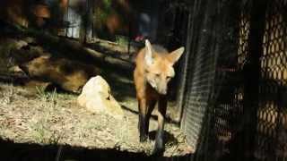 Zoo de Mulhouse  trouble du comportement du loup à crinière [upl. by Hart]