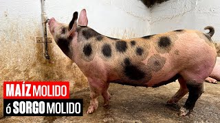 Maíz Molido o Sorgo Molido para ENGORDAR CERDOS [upl. by Verneuil412]