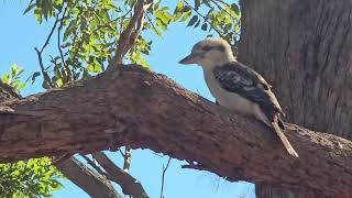 The kookaburra Campbelltown Australia [upl. by Albemarle451]