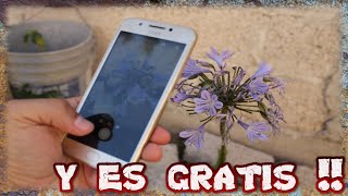 Esta APP Identificara Cualquier Planta  ES REAL  YMX supervivencia [upl. by Bernie]