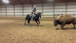 Boon Doc Bailey  2021 AQHA Black Rabicano Reined Cow Horse Mare  2 [upl. by Pinelli]