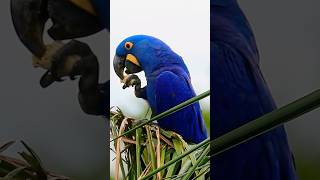 Hyacinth Macaw Struggles to Crack Open a Palm Nut￼ shorts hyacinthmacaw parrot [upl. by Duwalt]