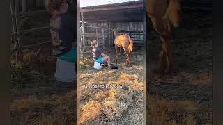 The horse kicked funny 🤪😝 shorts shortvideo [upl. by Florida]