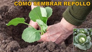 Cómo sembrar repollo paso a paso Discovery Mundo agricultura hortalizas [upl. by Atselec302]