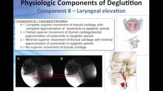 The 4 Stages of Swallowing Biomechanics amp Bolus Movement [upl. by Deppy]