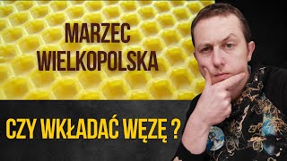 Czy wkładać węzę w marcu Wielkopolska [upl. by Lundberg]