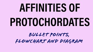 AFFINITIES OF PROTOCHORDATES  BULLET POINTS DIAGRAMFLOW CHARTBScMScUPSCIFSZOOLOGY [upl. by Ronn]