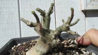 Adenium  pruning for dwarfing and maintenance [upl. by Peria36]