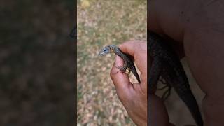 Beautiful Bluethroated Keeled Lizard Algyroides nigropunctatus Herping Corfu wildlife lizard [upl. by Ledah]