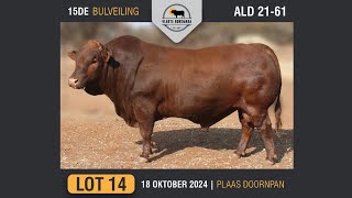 Lot 14  Vlakte Bonsmara Bulveiling  18 Okt 2024 [upl. by Ahsital]