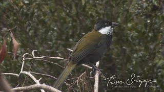 Eastern Whipbird call Psophodes olivaceus HD Video clip 12 Tim Siggs ABVC [upl. by Dnivra]