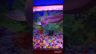 1 feet long arowana fish 😍shortvideo viralvideo [upl. by Denoting655]