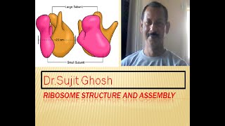 Ribosome structure and assembly [upl. by Filberte]