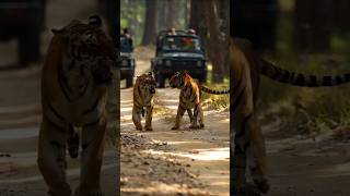 Tiger🐅Group tiger ranthamborenational viralshort wildlife sumitvyas tigerreserve ytshorts [upl. by Aekin]