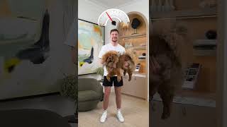 Holding Bigger And Bigger Dogs In Experiment White MrBeast ytshorts youtubeshorts trending yt [upl. by Okubo]