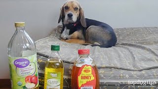 5 Best Home Remedies for Mange in Dogs AllNatural Treatments [upl. by Anivle388]