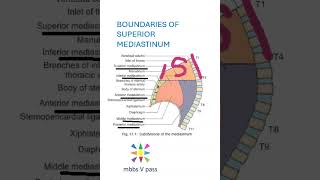 Anatomy Thorax 278 boundaries of superior mediastinum lung heart viva [upl. by Nerraf790]