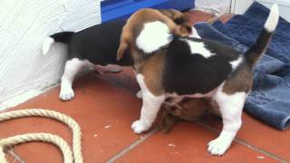 Chiots beagle 5 semaines [upl. by O'Meara]