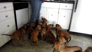 Rhodesian Ridgeback Puppies Having Lunch [upl. by Einor]