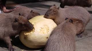 カピバラが巨大カボチャを食べつくす Capybara eat a huge pumpkin [upl. by Hawley360]