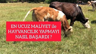 UCUZ MALİYET ile HAYVANCILIK NASIL YAPILIR  tarım hayvancılık ucuzhayvanbesleme [upl. by Madoc]