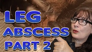 Guinea pig Abscess removal part 2  satisfying [upl. by Ethe]